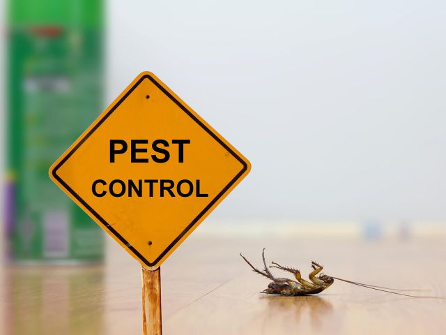 How Pests Can Impact Your Health: Risks and Precautions?