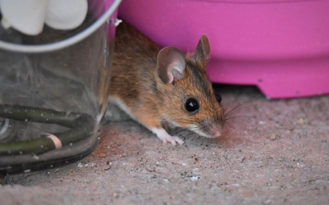 Rodent Control In Townsville: How to Keep Your Home Rodent-Free