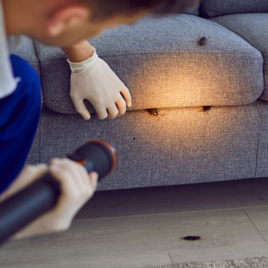 The Importance of Professional Pest Inspections And Pest Control in Townsville