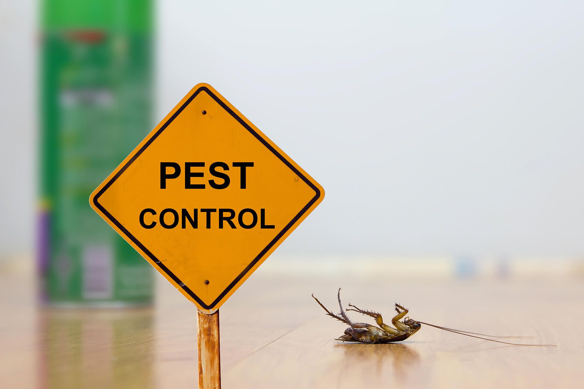How Pests Can Impact Your Health: Risks and Precautions?
