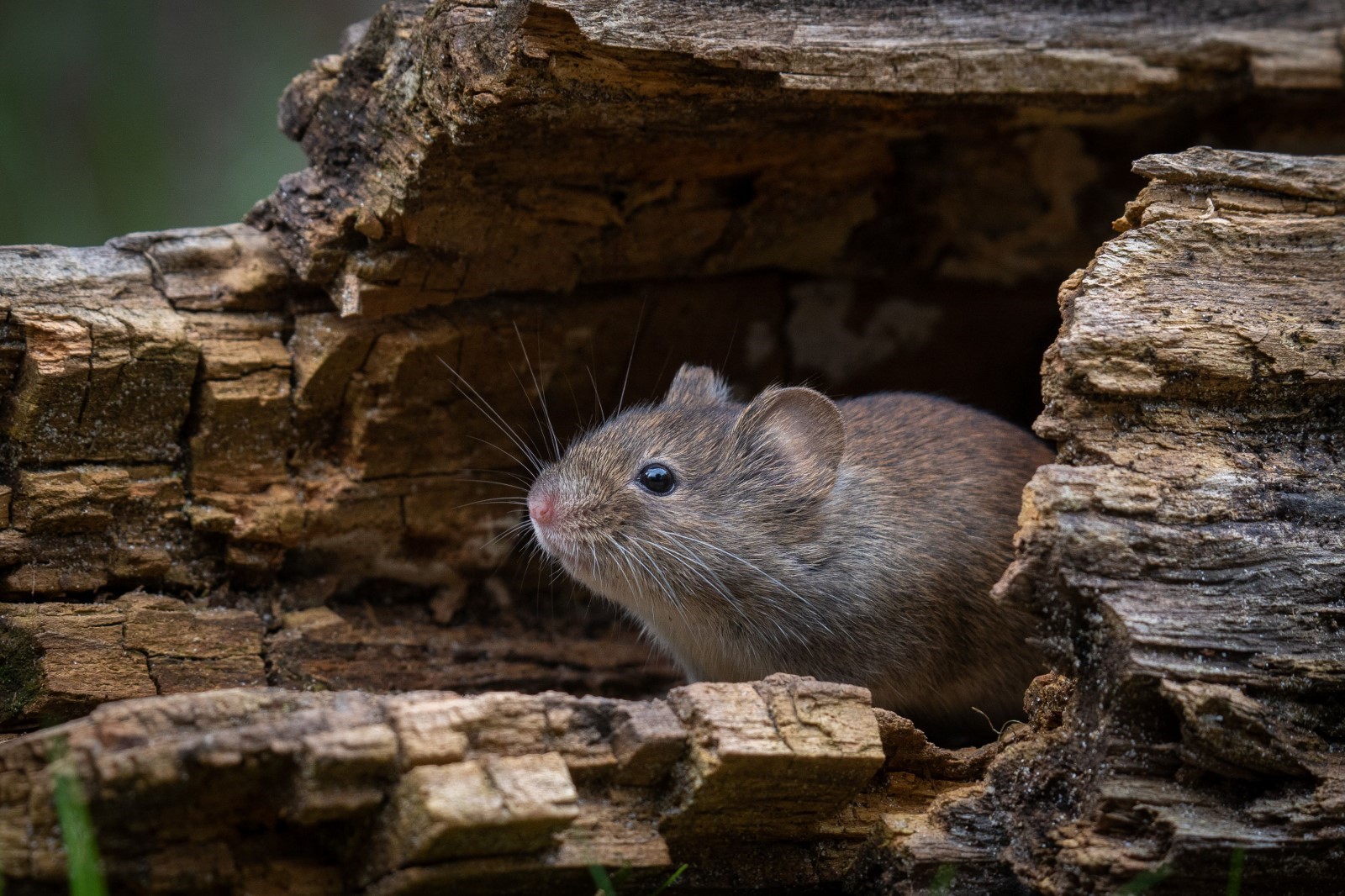 Rodent Control In Townsville: How to Keep Your Home Rodent-Free