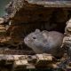 Rodent Control In Townsville: How to Keep Your Home Rodent-Free