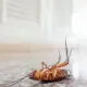 What Attracts Cockroaches to Your Home (and How to Keep Them Out)